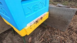 Пчёлы 2026-03-30 - часть 14