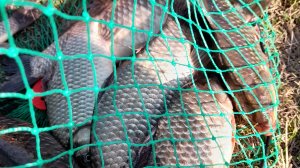 ОХОТНИК ЗА КРУПНЫМ КАРАСЕМ МАРТ 26 год