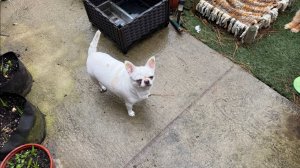 Сегодня немного садовыми делами позанимаемся - бочки подумаем как расставить.