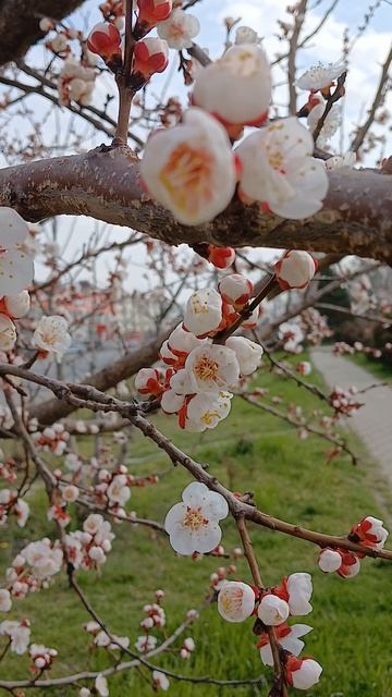 Абрикос цветёт!