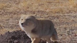 Теперь вы видели, как смешно ходит тибетская лиса