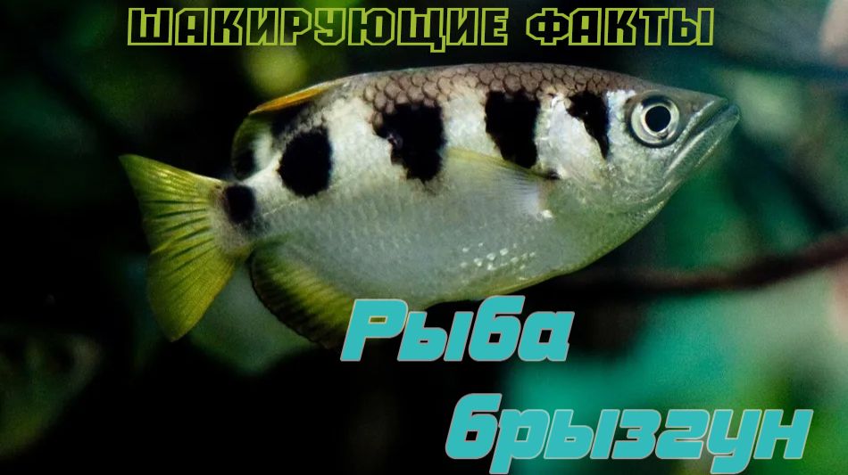 Тот самый плевок после которого уже не до шутокРыба которая знает физику лучше вас рыба брызгун