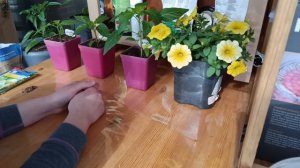 Как получить большой урожай перца с одного растения. Часть 1. Рассада..mp4