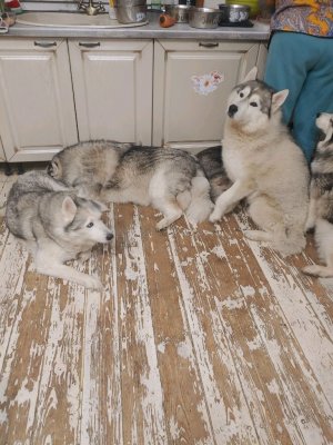 голодные кошки и #хаски