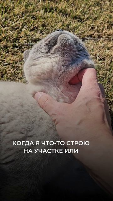 Питомцы в доме