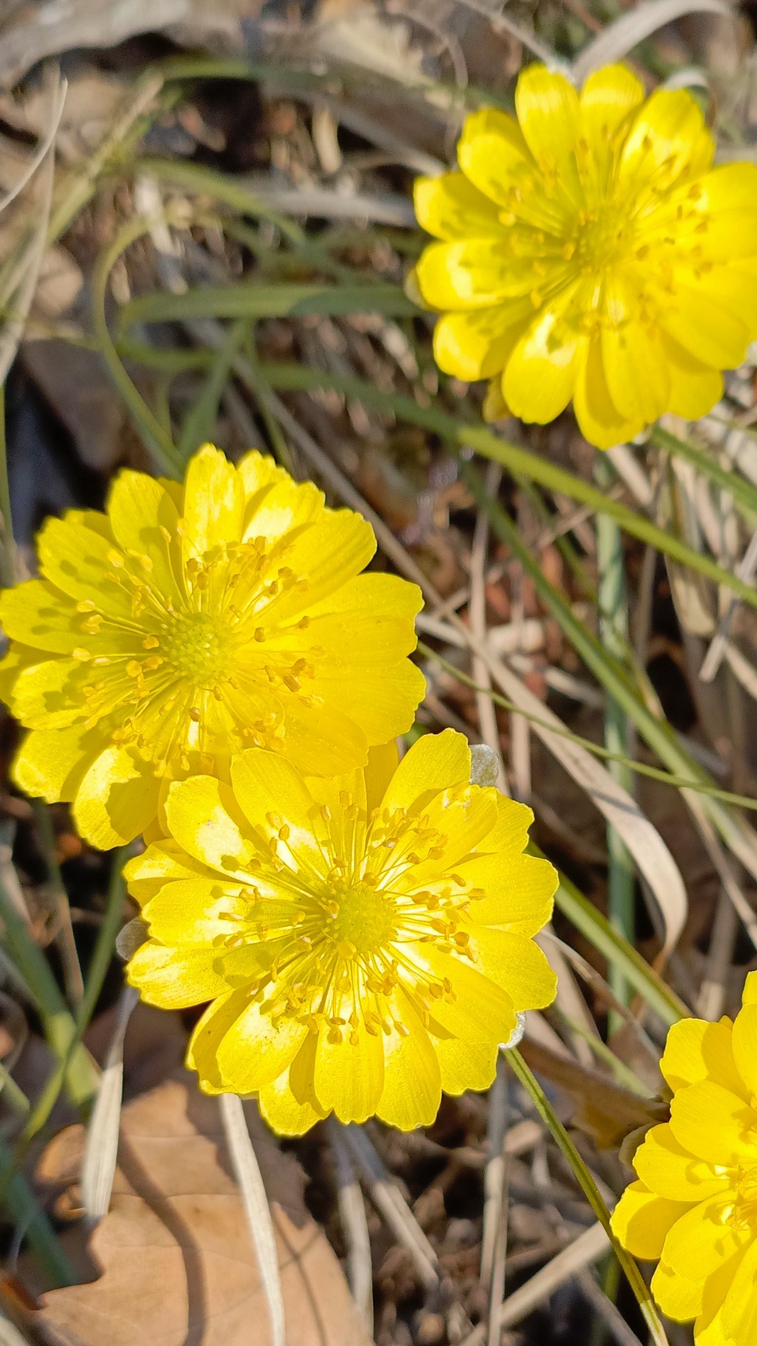 подснежники (адонисы)