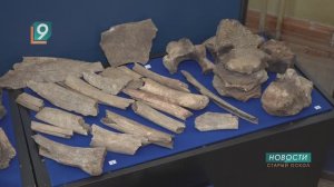 Ученые разгадали тайну древних костей, обнаруженных в селе Нагольном