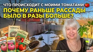 Что происходит с моими томатами 🌿Почему раньше рассады было в разы больше/Садовые будни