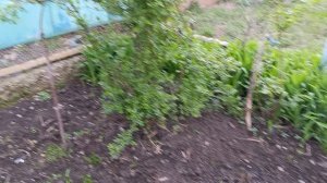 Цветут нарциссы