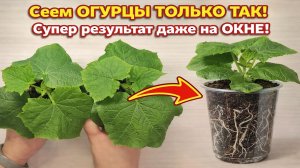 Сеем ОГУРЦЫ на РАССАДУ ТОЛЬКО ТАК! Потрясающий результат!