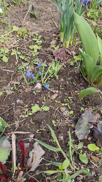 Цветение печеночницы и мускарей