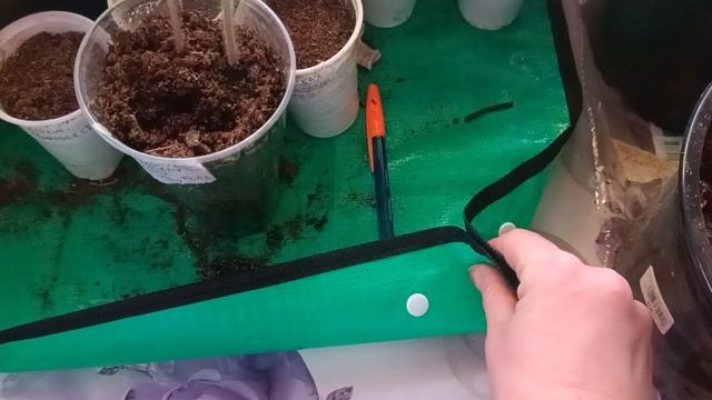 Рассада продана. Скоро уедет к своим хозяюшкам 👌👍🤝30/03/2026