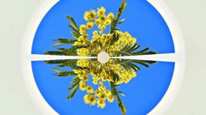 Весна! Мимозы для моей очаровательной ЗАНОЗЫ 3! Киностудия Мудрого Кота Тимофея!