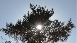 сад 31 марта 2026/ приехали на разведку