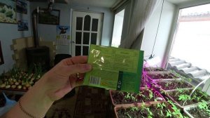 Очень важно! Первая подкормка томатов