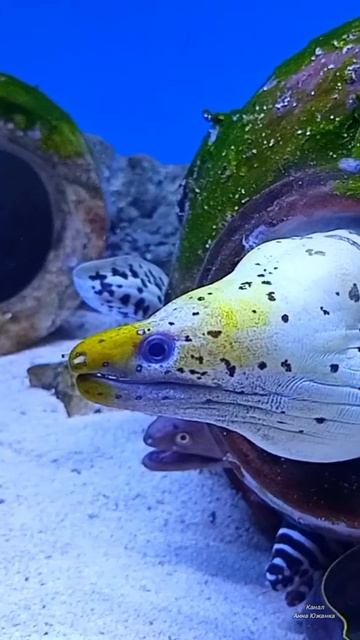 Севастопольский аквариум-музей, Крым.