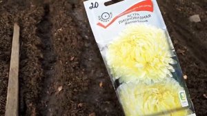 2321.  ВПЛ.Сегодня посеяла астру.(март 2021 г.)