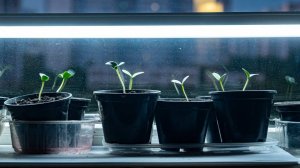 Житель Подмосковья арендовал соседний дом для выращивания конопли