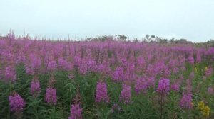 Полуостров Рыбачий часть 4