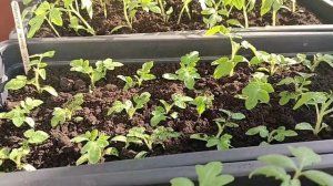 Моя рассада на сегодняшний день.