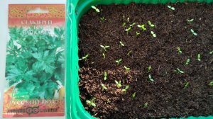 Сеяла сельдерей 22 марта, быстро начал всходить