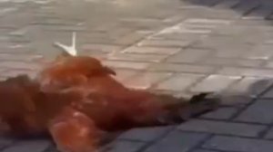 Говорили Пете не пей много 🤣