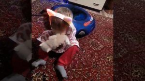 Реклама котят......