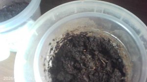 Обзор семян кабачков сорта "Жёлтоплодный" посеянных в рассадный горшок