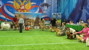 Бест юниоров 
Выставка собак ЧРКФ «ВЕСЕННИЕ ВСТРЕЧИ» 
ПЦ " СЕВЕРНАЯ ИМПЕРИЯ "👍