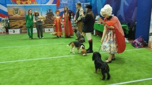 Конкурс мужчина с собакой, дама с собакой
Выставка собак ЧРКФ «ВЕСЕННИЕ ВСТРЕЧИ»