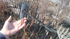 Морозостойкие орехи в конце марта. Грецкие орехи, чёрный, сердцевидный и фундук.