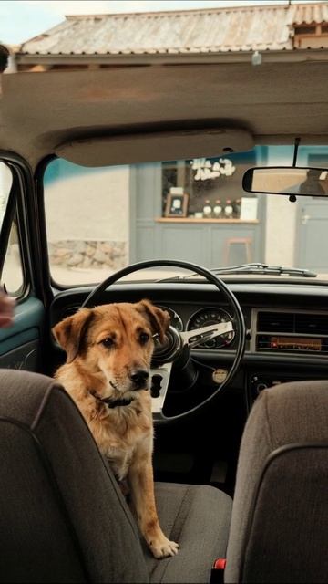 Собака за рулем: невероятный питомец на прогулке #собака #приключения #друзья