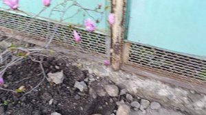 Магнолия красавица