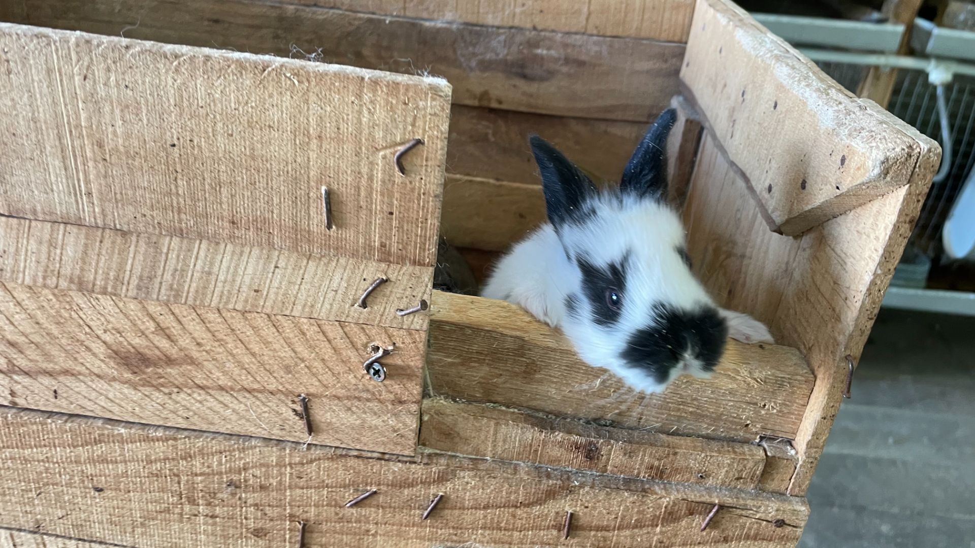 Кролики в гараже