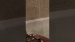 Купаю кота )