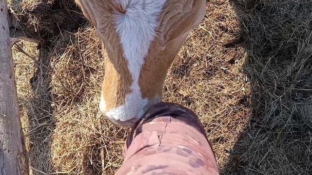 Планы на хозяйствоГотовимся к лету