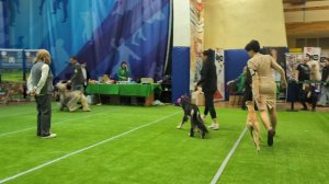 Бест 10 группы
Выставка собак ЧРКФ «ВЕСЕННИЕ ВСТРЕЧИ» 
ПЦ " СЕВЕРНАЯ ИМПЕРИЯ "👍