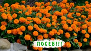 Посев цинии в домашних условиях на рассаду! Как вырастить цинию рассадным способом!