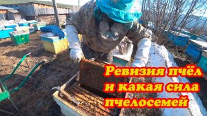 ПРОДОЛЖАЮ РЕВИЗИЮ НА СВОЕЙ ПАСЕКЕ, РАЗБОР 16 РАМОЧНОГО УЛЬЯ.