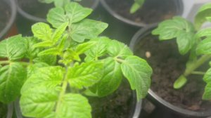 Поливаю рассаду, рыхлю почву.