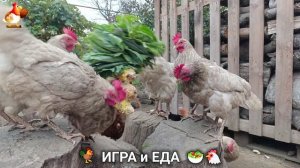 Кормление кур овощами и фруктами для зарядки и от скуки 🥗🐓🤗  (80)