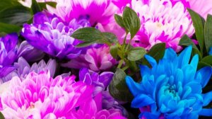 #Коран#АльБакъара#СамыеКрасивыеМеста#Relaxation##Islam#Quran#AlBaqarah'#Minshawiy #4кВидео#49часть#