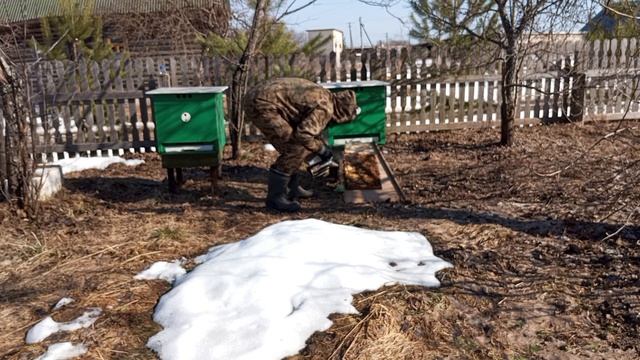 Обстановка на пасеке 31 марта 2026 года. Что с заброшенной пасекой?