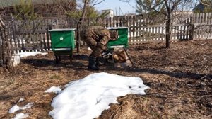 Обстановка на пасеке 31 марта 2026 года. Что с заброшенной пасекой?