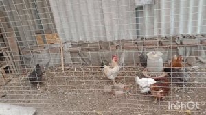 30/03/2026год. в гости к родитеоям.петуха к молодкам.