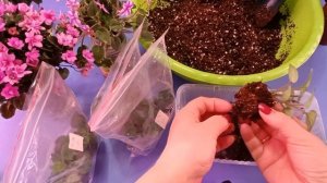 Фиалки на фитиле-что и как..(АРХИВ)