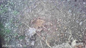 Исполняю мамино послушание - чищу наш участок от листьев