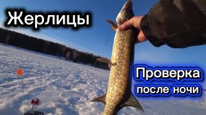 Рыбалка на ЖЕРЛИЦЫ. Проверил после ночи. Весна 2026