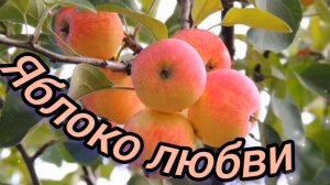 ЯБЛОНЕВЫЙ ВЕЧЕР. НАДЕЖДА КАДЫШЕВА