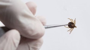 Область интересов : Роспотреб удоление клеща